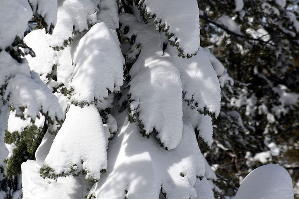 tree-covered-with-snow_l
