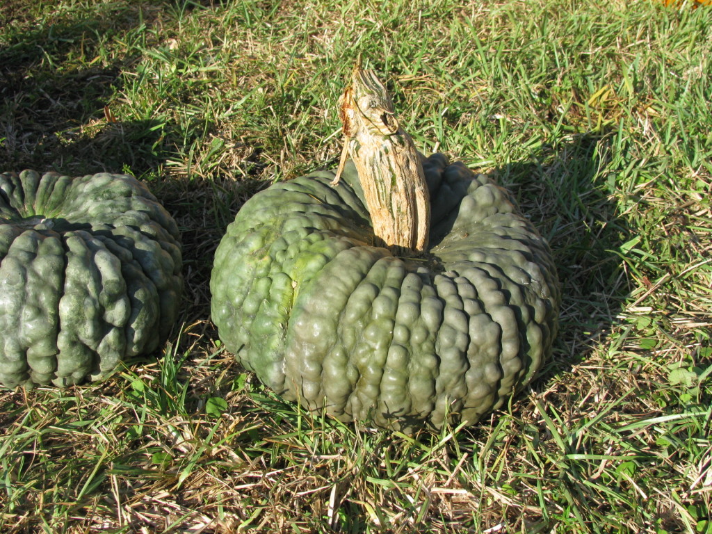 Bumpy Pumpkin