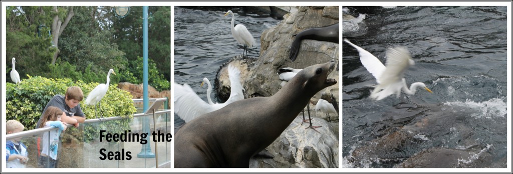 Feeding the Seals