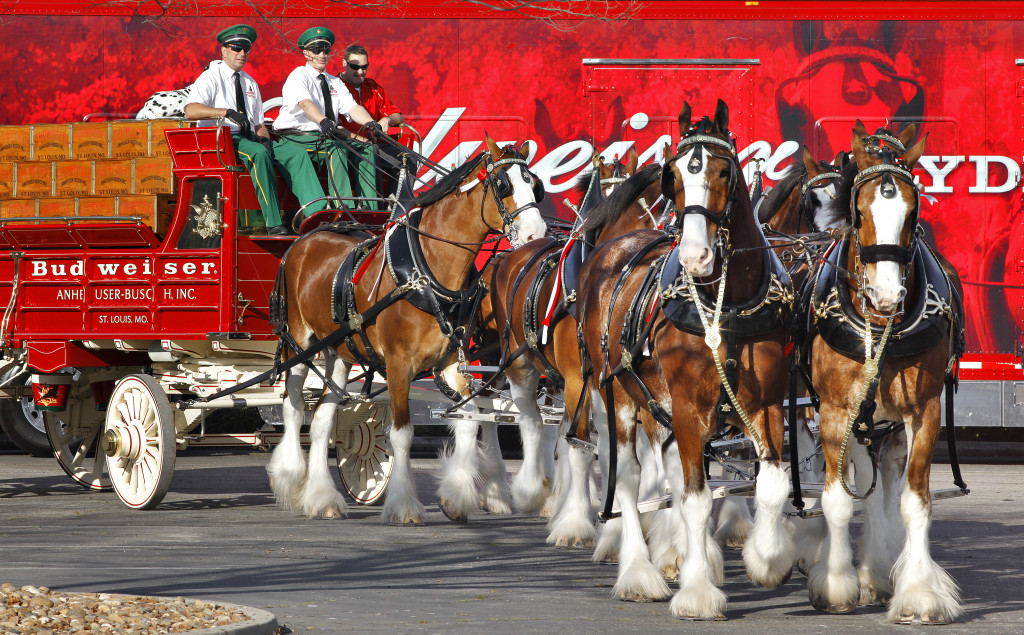 The visiting Budweiser Clydesdale horses parade around the parking lot at the Anheuser-Busch Fairfield Brewery, Sunday, Jan. 11, 2015, in Fairfield. Patrons were treated to photo opportunities with the horses and samples of Budweiser beer at the event. (Steve Reczkowski/Daily Republic)